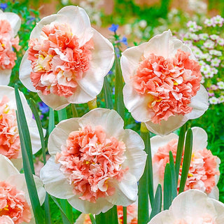 Fire Drill Daffodil Seeds